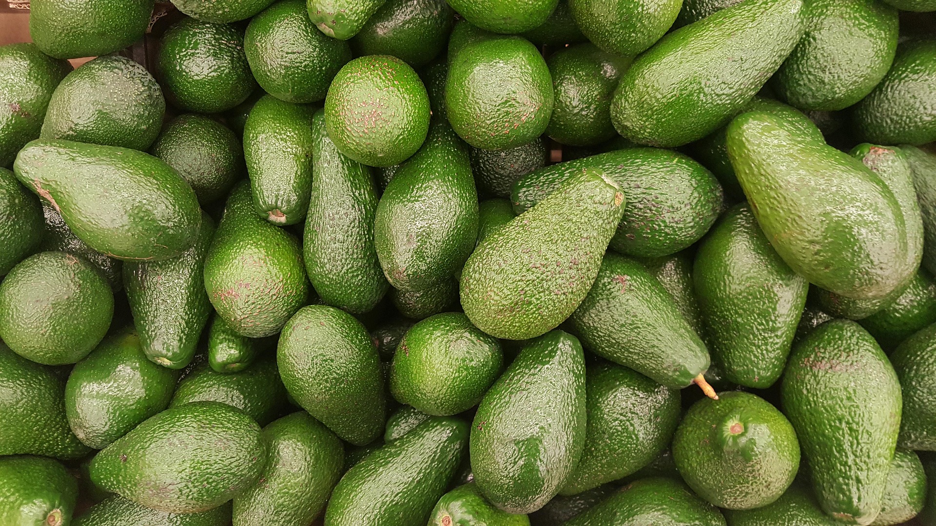Aguacates orgánicos